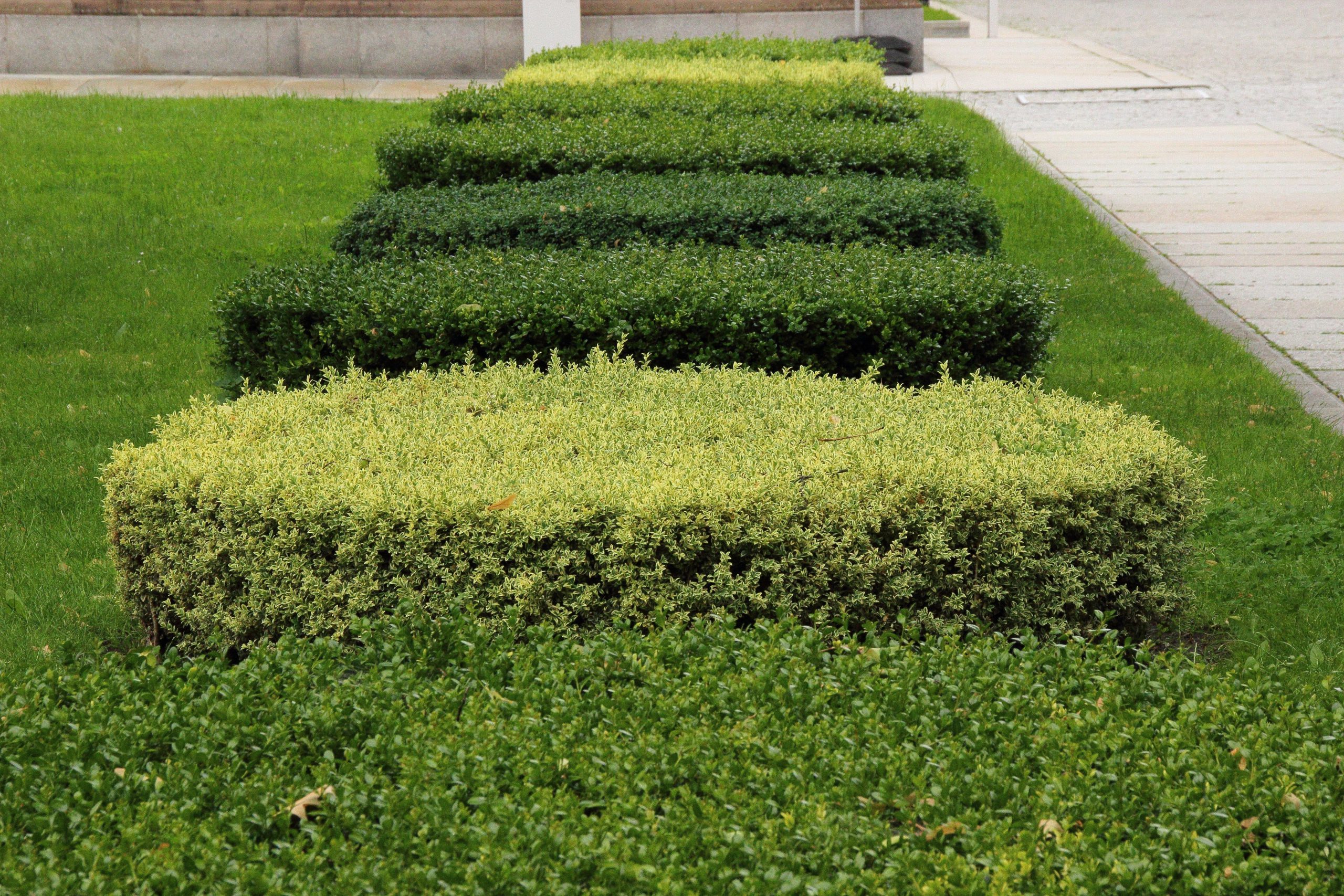 Rows of neatly trimmed hedges on a lawn