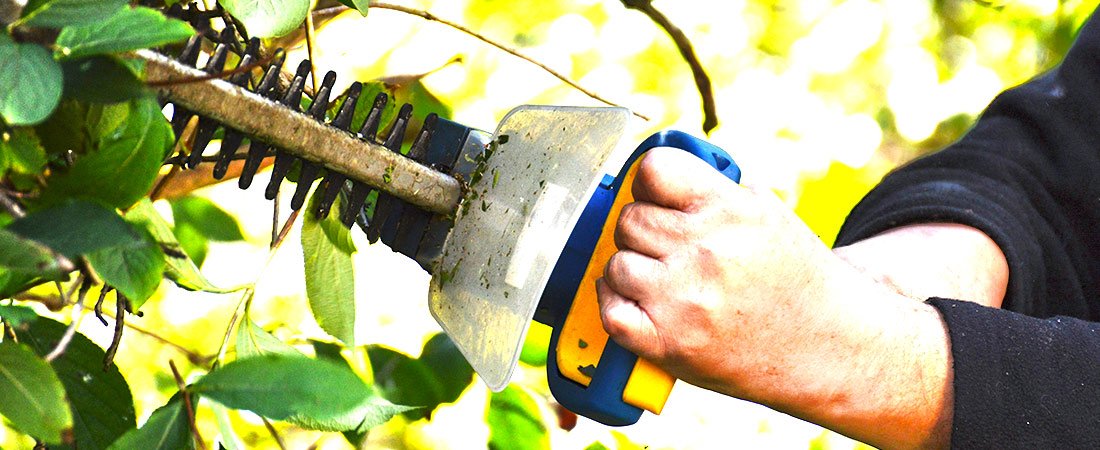 Close-up of a hedge trimmer cutting a hedge