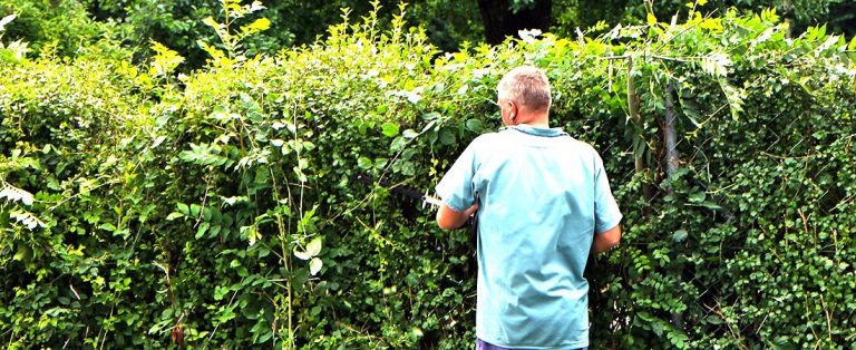 Man trimming a tall hedge