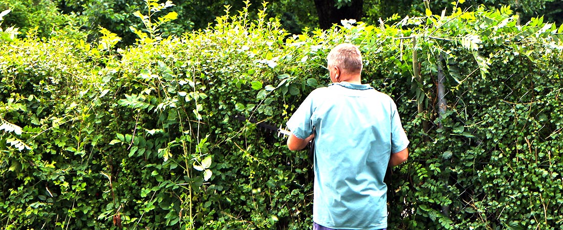 Man trimming a tall hedge
