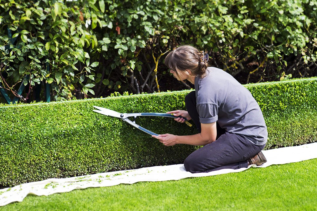 Woman trimming a low hedge with hand shears