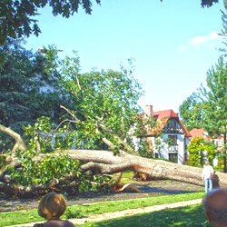 tree that's fallen on a home requiring insurance claim regarding tree damage