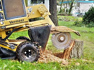 Stump grinder cutting a tree stump