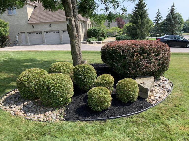 Rounded shrubs in a landscaped bed on a front lawn