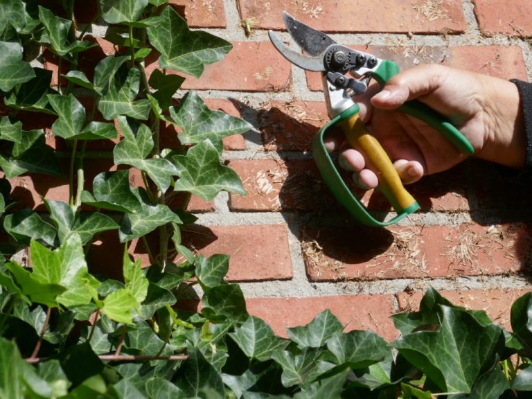 Pruning shears cutting ivy on a brick wall